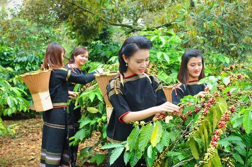 Ông Ksor Phước: Từ những 'làng 6 không', bà con nay đã biết làm kinh tế hàng hóa