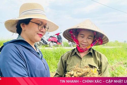 Nông dân Hà Tĩnh vào vụ thu hoạch lạc xuân