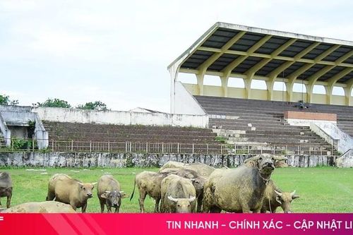 Xót xa cảnh sân vận động tiền tỷ thành nơi thả trâu bò