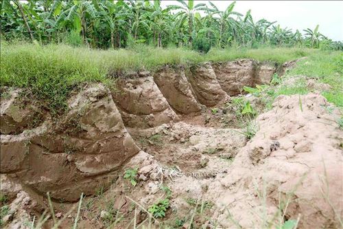 Hàng nghìn mét khối đất canh tác bị đào, múc trộm