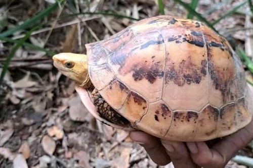 Nhiều loài rùa quý hiếm được phát hiện giữa rừng Trường Sơn