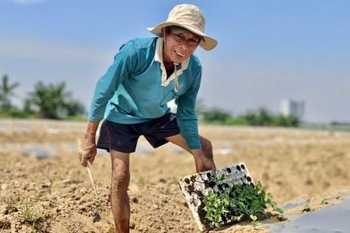 Chuyện ít biết về nghề 'phu dưa' phiêu bạt, gieo ước mơ hy vọng