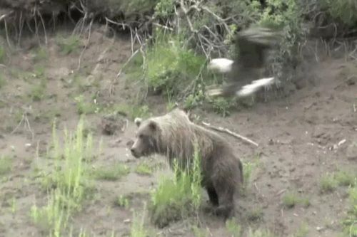 Gấu xám đang leo dốc bất ngờ bị đại bàng đầu trắng 'gõ đầu'