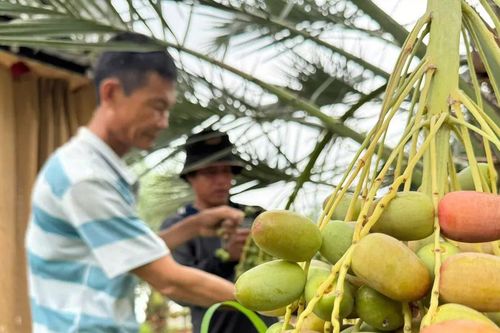 Chà là bén rễ vùng biên, mở lối đi mới cho nông dân