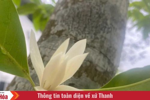 Thương nhớ mùa hoa ngọc lan
