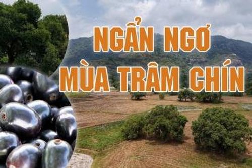 Ngẩn ngơ mùa trâm chín