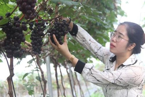 Trải nghiệm hái quả tại vườn nho hạ đen