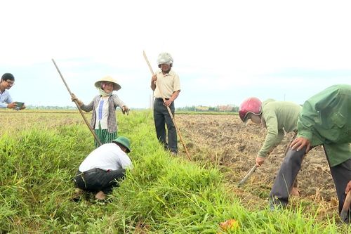 Xã Xuân Phú ra quân diệt chuột, bảo vệ sản xuất vụ Hè Thu 2026