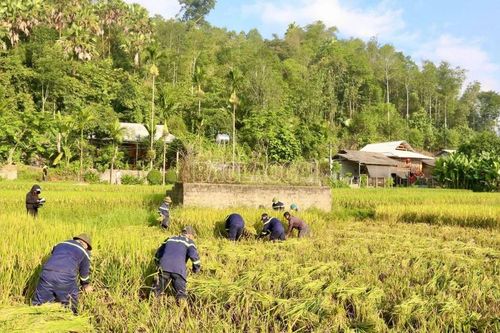 Lực lượng phòng cháy, chữa cháy Lào Cai chung sức giúp dân gặt lúa trong mùa diễn tập