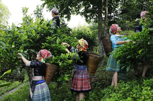 Lào Cai: Đột phá hỗ trợ khoa học công nghệ cho doanh nghiệp chủ lực