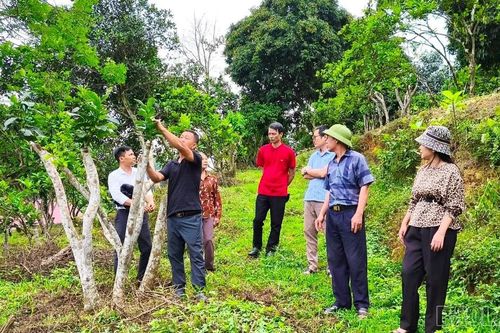'Hồi sinh' những vườn bưởi già cỗi ở xã Thác Bà bằng mô hình mới