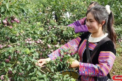 Sôi động phần thi hái mận tại Ngày hội mận Phiêng Khoài lần thứ I