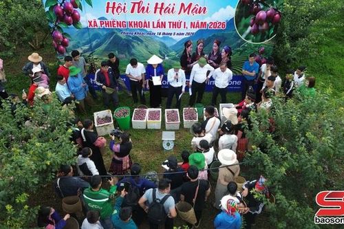 Sôi nổi các hoạt động tại Ngày hội mận xã Phiêng Khoài lần thứ I năm 2026