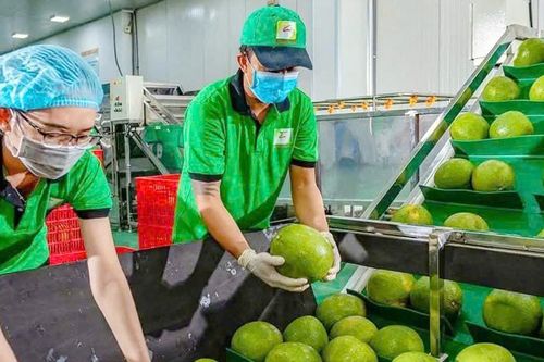 Doanh nghiệp tăng tốc mở rộng thị phần bưởi Việt Nam tại Trung Quốc
