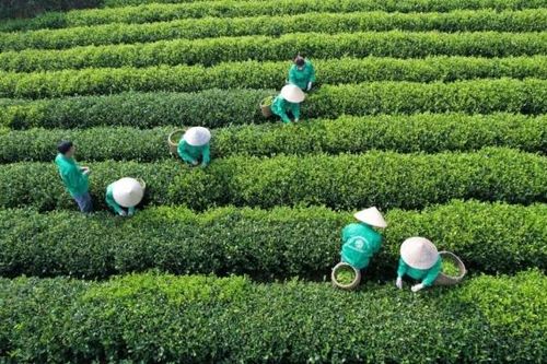 Phát triển chè hữu cơ, nâng tầm thương hiệu 'Đệ nhất danh trà' Thái Nguyên