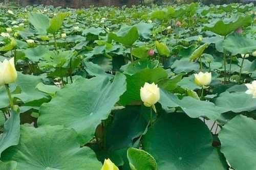 Hà Nội mười hai mùa hoa
