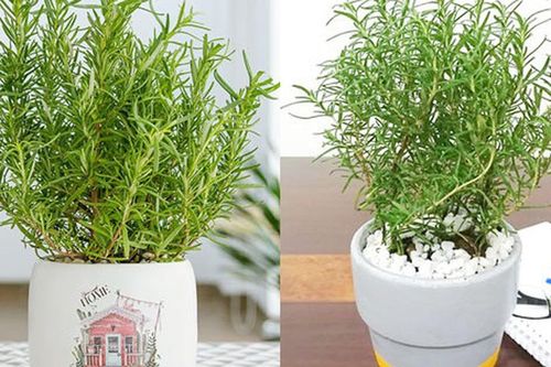 Mẹo 'hồi sinh' không gian sống: Những tuyệt chiêu sắp xếp nhà chật hóa rộng và khử mùi ẩm mốc cực nhạy
