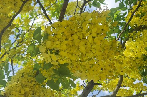 Nữ hoàng mùa hè buông rủ sắc vàng dọc 'phố wall'