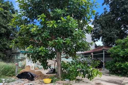 Tây Ninh: Phát hiện đàn đà điểu 'vô chủ' ở tuyến đường vắng vẻ