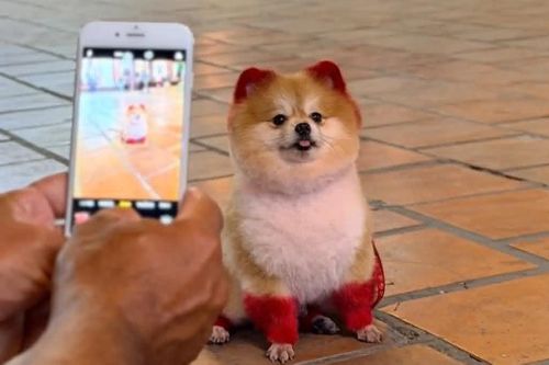 Khách ngoại thay nhau vuốt ve con chó 'đại sứ du lịch' ở Nha Trang