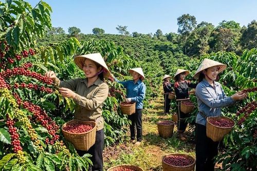 Giá cà phê hôm nay 17.5: Đi ngang, chờ tín hiệu mới từ thế giới