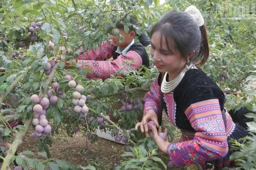 Sôi nổi ngày hội mận xã Phiêng Khoài