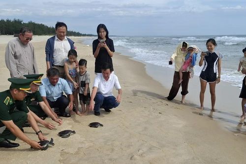 Thả về biển 3 cá thể Vích quý hiếm mắc lưới ngư dân