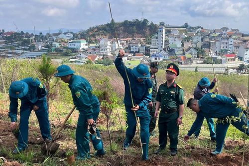Hàng nghìn cây mai anh đào được trồng nhân dịp kỷ niệm ngày sinh Chủ tịch Hồ Chí Minh