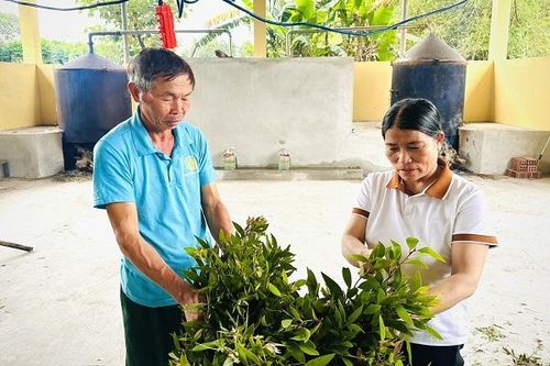 Từ nghề dầu tràm truyền thống đến sản phẩm OCOP vùng gò đồi Quảng Trị