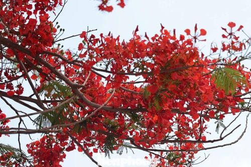 Hà Nội rực rỡ sắc màu phượng vĩ, hoàng yến