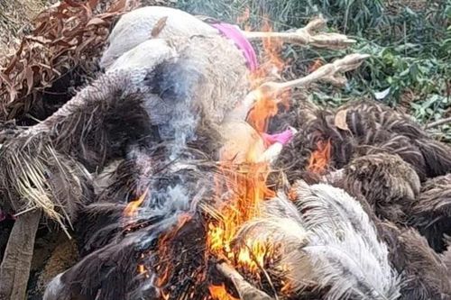 Diễn biến mới nhất vụ đàn đà điểu xuất hiện bí ẩn ven quốc lộ ở Tây Ninh