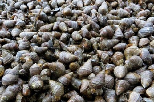 Loại ốc có tên nghe lạ nhưng từng là tuổi thơ của nhiều người vùng quê Việt Nam