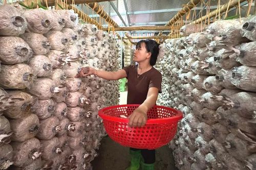 Phát triển kinh tế gia đình từ trồng nấm