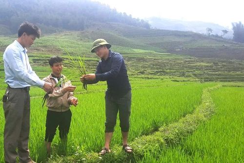 Nậm Có gắn công tác xây dựng Đảng với phát triển kinh tế
