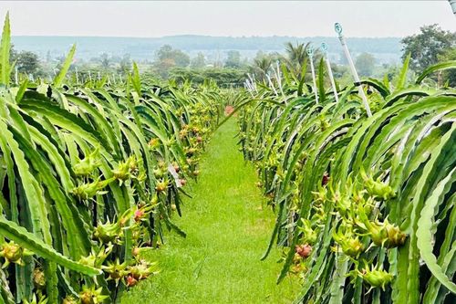 Lâm Đồng ngăn hàng giả, bảo vệ sức khỏe cộng đồng, giữ gìn uy tín nông sản