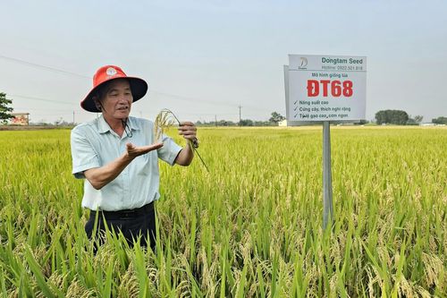 Đổi mới cơ cấu giống lúa, nâng cao giá trị sản xuất
