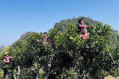 Phát triển cây chè bền vững trên vùng đất Sơn La