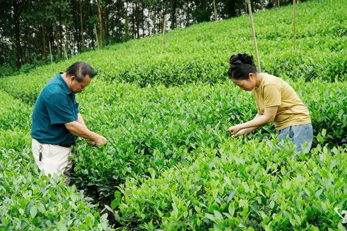 Khởi sắc ở Thành Công