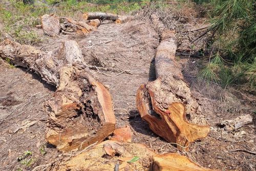 Gia Lai: Gần 1ha phi lao rừng phòng hộ bị cưa hạ trái phép