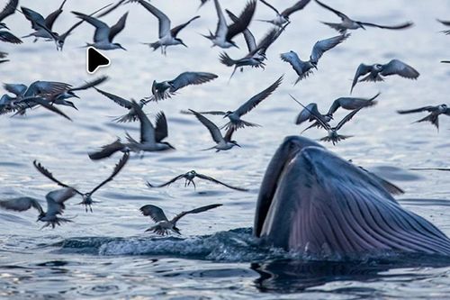 Khoảnh khắc cá voi săn mồi trên biển Gia Lai