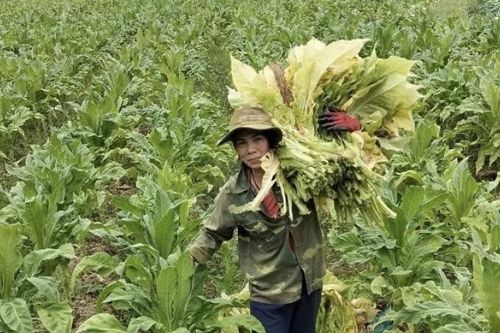 Nỗ lực vượt khó, làm giàu từ chăn nuôi, trồng trọt