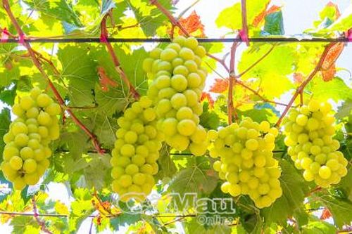Nho 'ngoại' bén đất giồng