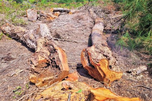 Gần 1ha phi lao thuộc rừng phòng hộ ven biển Gia Lai bị cưa hạ trái phép