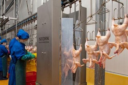 Siết chặt quản lý giết mổ động vật: Xóa cơ sở nhỏ lẻ, hướng tới chuỗi an toàn