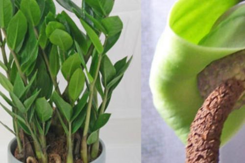 Mẹo trồng cây kim tiền ra hoa, ý nghĩa phong thủy khi thấy hoa kim tiền nở