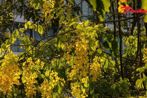 Hà Nội đẹp nao lòng vào mùa hoa tháng Năm