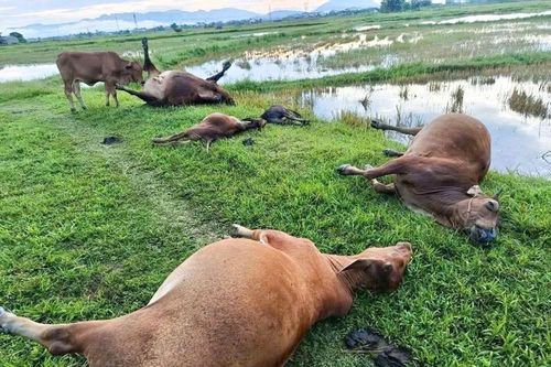 Sét đánh bò chết la liệt giữa đồng tại Hà Tĩnh