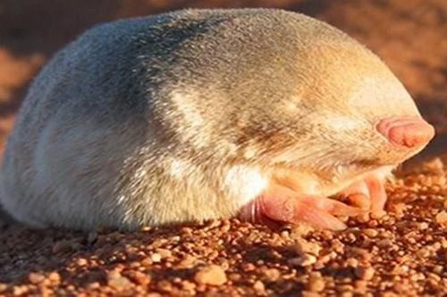 Loài thú có bộ lông ánh kim được ví như bóng ma dưới lòng đất châu Phi