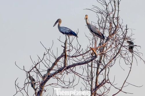 Nhận dạng 'vị khách quý' xuất hiện khu vực bên Cồn ở Gia Lai