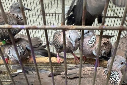 Phát hiện 'trại' chim hoang dã tại nhà dân